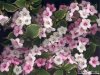 1024-flower49.jpg