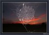 raindropz_spiderwebs_Funzug.org_01.jpg