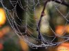 raindropz_spiderwebs_Funzug.org_03.jpg