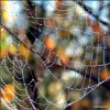raindropz_spiderwebs_Funzug.org_04.jpg