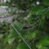 raindropz_spiderwebs_Funzug.org_05.jpg