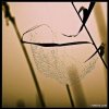 raindropz_spiderwebs_Funzug.org_06.jpg