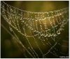 raindropz_spiderwebs_Funzug.org_07.jpg