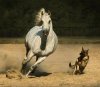 صورة حصان وكلب.jpg