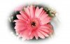 bouquet fleur rose 1920.jpg