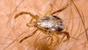 160209223134_the_tick_bite_640x360_sciencephotolibrary_nocredit.jpg