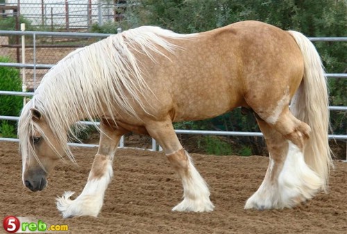 08_loshad_101.jpg