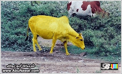 d2e440588bf0fcb9aeb8665d646506c8.gif
