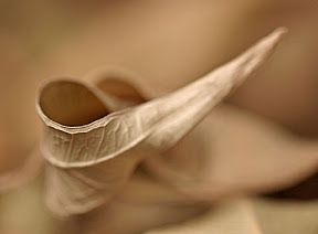 dead-leaf[1].jpg