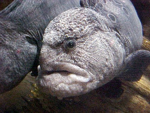 fish_s_8.jpg