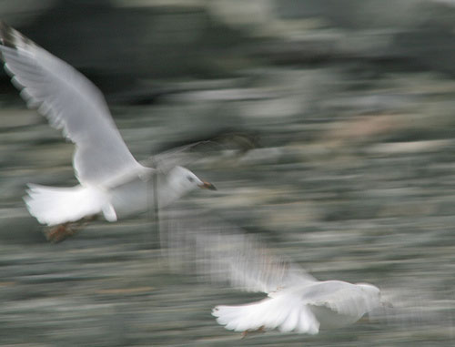 bird-slowershutter.jpg