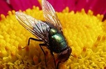 fly_speed_0.JPG