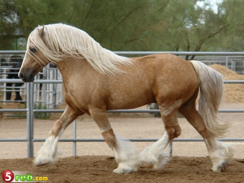 29_loshad_80.jpg