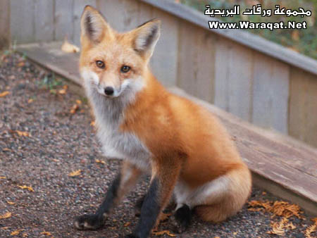 m3loomaat2.jpg