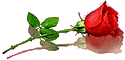 rose.gif