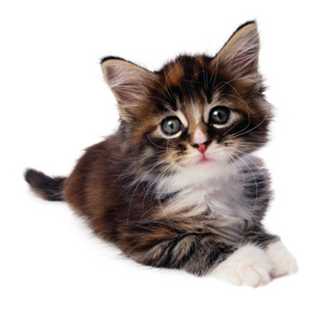cat1.jpg