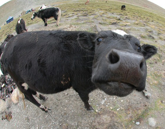 039_Nimaling_Cow_0099_561x440SS_sh0.5-100.JPG
