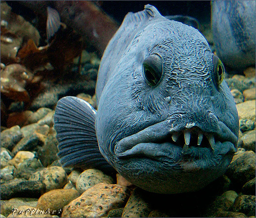10-Teeth-Fish.jpg