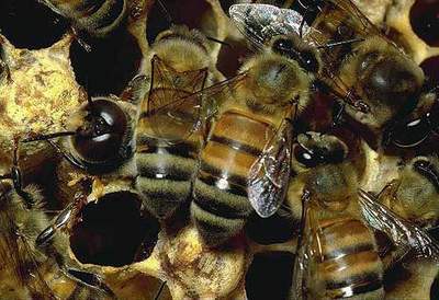 healing_honey_03.JPG