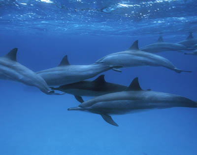 hurghada-dolphins.jpg