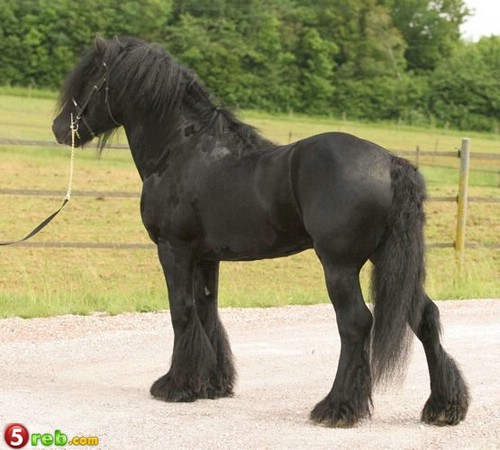 27_loshad_53.jpg