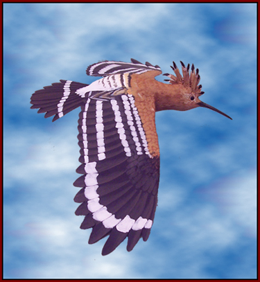 African_Hoopoe_L.jpg