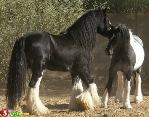 28_loshad_74.jpg