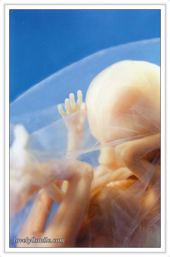fetus-06.jpg