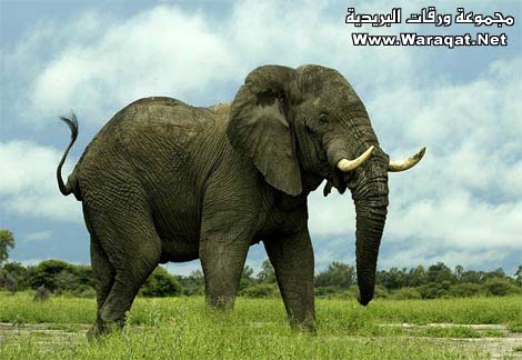m3loomaat1.jpg