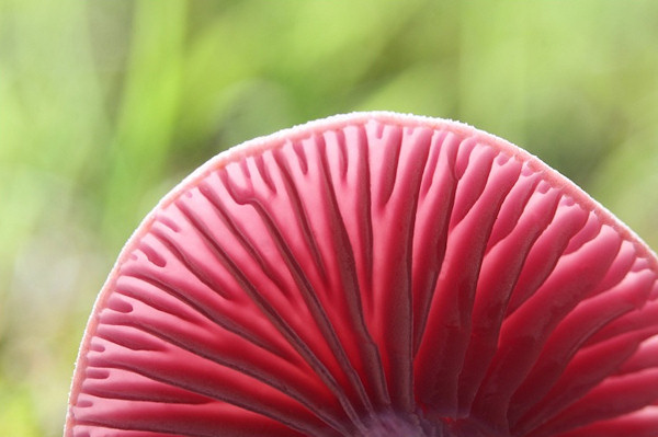 amethyst-deceiver-1.jpg