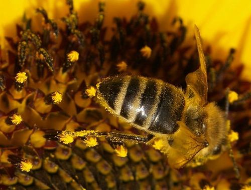 honey_bees-001.JPG