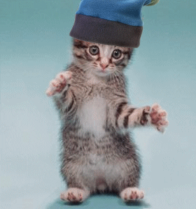 xt3g0oim.gif