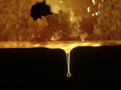 oxford-scientific-honey-bee-honey-dripping-from-comb.jpg