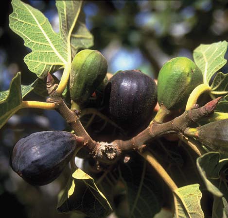 fig-tree.jpg