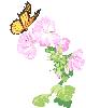 14.gif