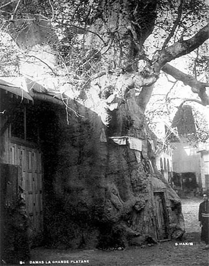 Sarouja1890.jpg