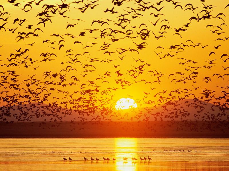 birds-quran.JPG