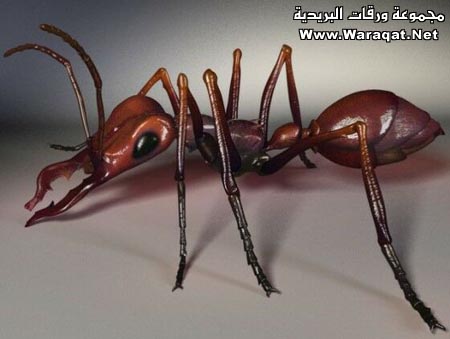 m3loomaat10.jpg