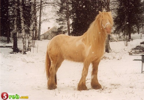 06_loshad_110.jpg