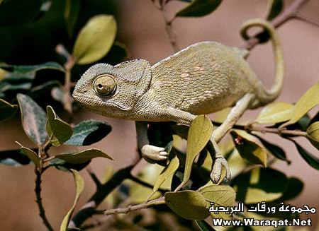 m3loomaat11.jpg