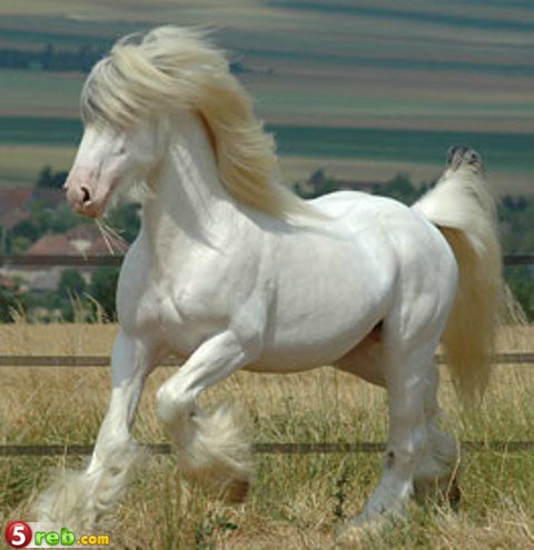 20_loshad_40.jpg