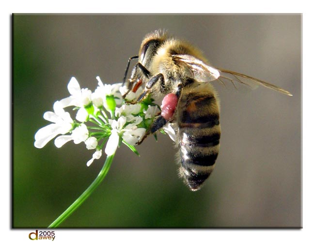 bee.jpg
