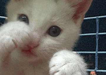 squiktn9.gif