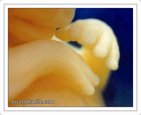 fetus-01.jpg