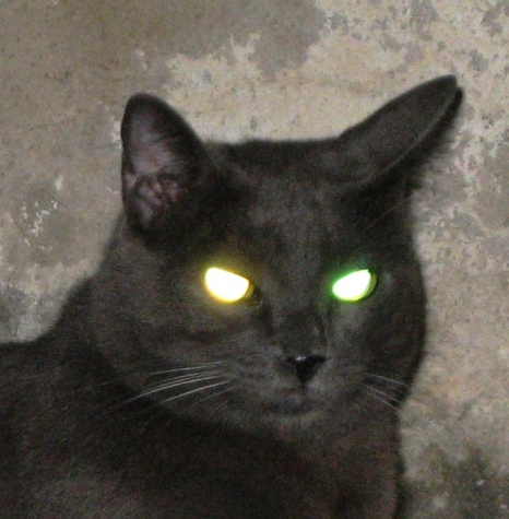 evil-cat.jpg