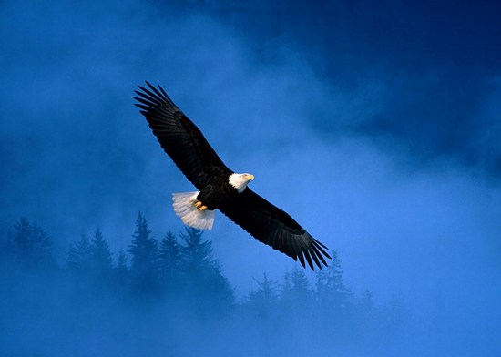bird-214.JPG