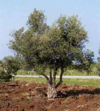 olive-tree.jpg