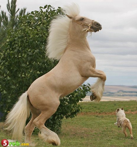 09_loshad_52.jpg