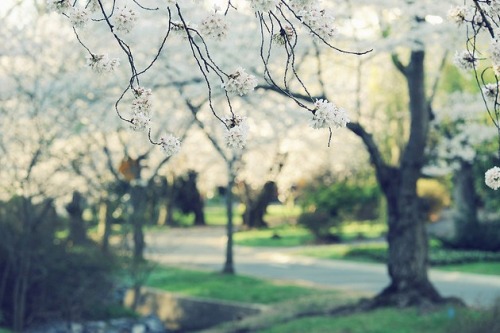 tumblr_ln7tn0jx341qdvvv1o1_500.jpg