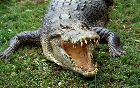 crocodile1912_428x269_to_468x312.jpg
